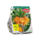 Fritillaria Imperialis Aurora