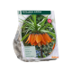 Fritillaria Imperialis Aurora