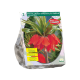 Fritillaria Imperialis Rubra