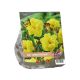 Urban Flowers - Lovely Sundrop per 20