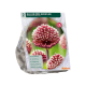 Allium Red Mohican