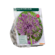 Allium Purple Rain