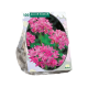 Allium Roseum