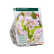 Allium Roseum
