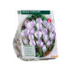 Crocus Vanguard
