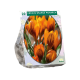 Crocus Orange Monarch