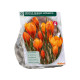 Crocus Orange Monarch