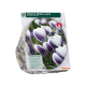 Crocus Prins Claus 