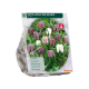 Fritillaria Meleagris per 20