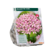 Allium Pink Jewel per 3