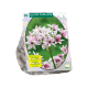 Allium Cameleon per 20