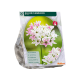 Allium Cameleon per 20