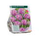 Allium Rosy Dreams per 15