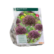 Allium Magic per 10