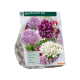 Allium Fluffy Mix per 40