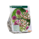 Allium Exotic Mix per 30