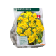 Eranthis Cilicica per 15