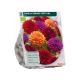Bio - Dahlia Spring Festival per 2