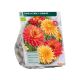 Bio - Dahlia Early Sunrise per 2  
