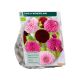 Bio - Dahlia Wonderland per 2 