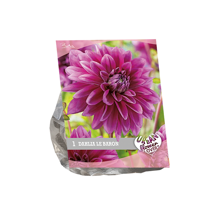 Urban Flowers Le Baron per 1 Baltus