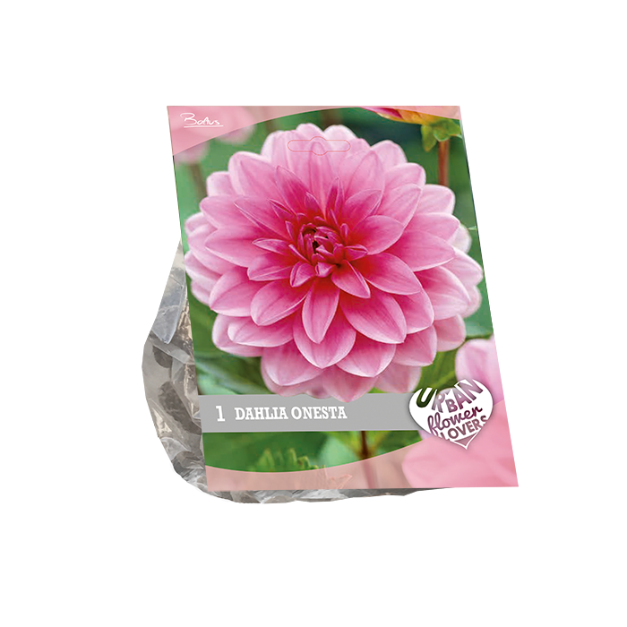 Urban Flowers Onesta per 1 Baltus