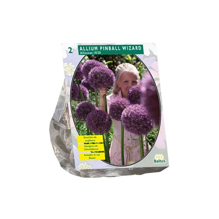 Allium Pinball Wizard per 2 Baltus
