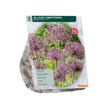 Allium Christophii