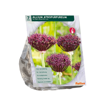 Allium Altropurpureum