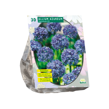 Allium Azureum
