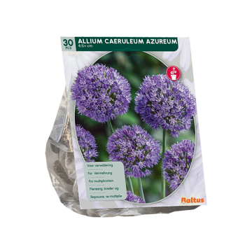 Allium Azureum