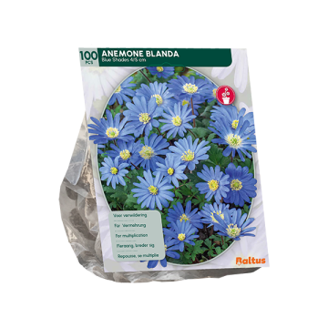 Anemone Blue Shades Anemone Blue Shades