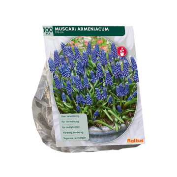 Muscari Armeniacum