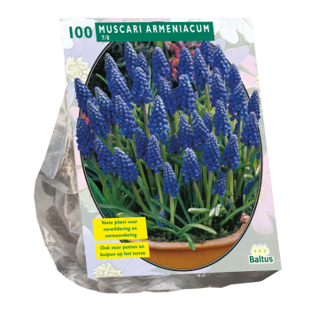 Muscari Armeniacum