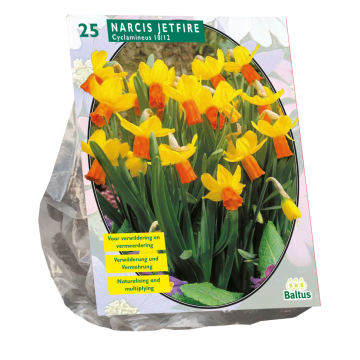 Narcis Mini Jetfire, Geel/Oranje per 25