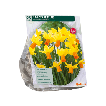 Narcis Mini Jetfire, Geel/Oranje per 25