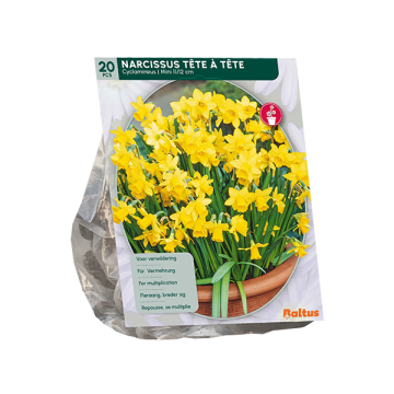 Narcis Tete a Tete