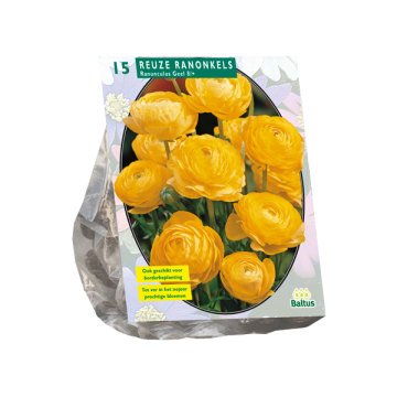 Reuze Ranonkels