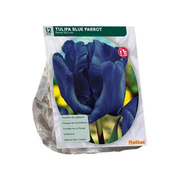 Tulipa Blue Parrot, Parkiet per 12