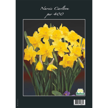 Narcis Carlton per 400
