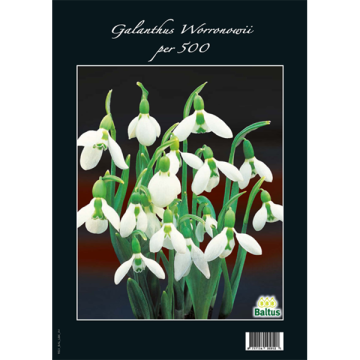 Witte Galanthus