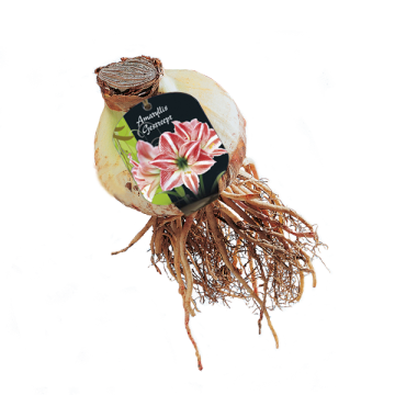 Amaryllis Gestreept bloembol