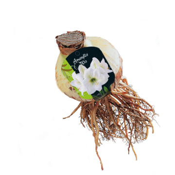Amaryllis Wit Bloembollen