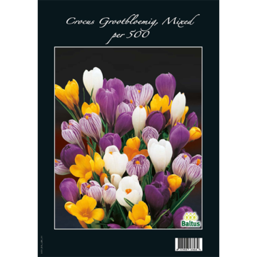 Crocus mixed