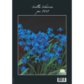 Blauwe Scilla