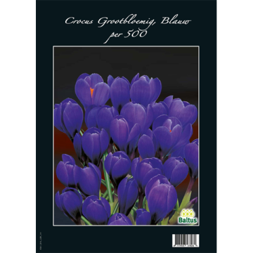 Crocus Grootbloemig, Blauw per 500