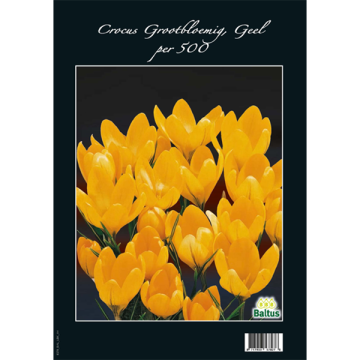 Gele Crocus