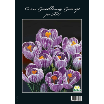 Crocus Grootbloemig, Gestreept per 500