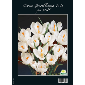 Witte Crocus