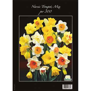 Narcis Trompet MIx